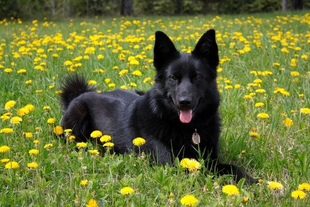 Looking After Your Canine Companion With These 3 Easy Steps